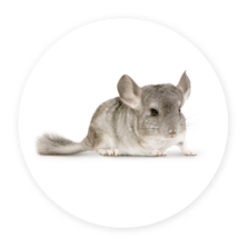 Chinchilla