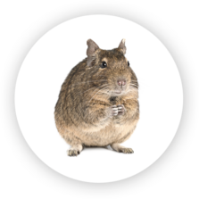 Degu