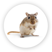 Mongolische Rennmaus