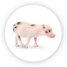 Schwein