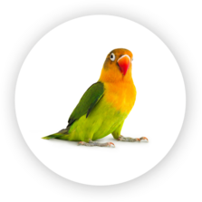 Vögel