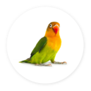 Vögel