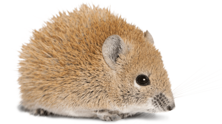 Einstreu Maus