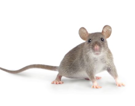 Einstreu Ratten