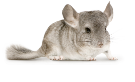 Einstreu Chinchilla