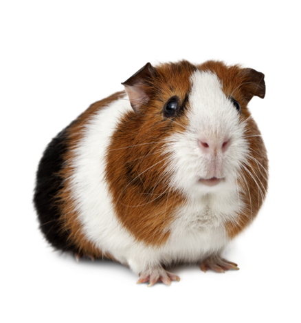 Einstreu Meerschweinchen