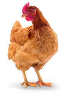 Einstreu Hühner