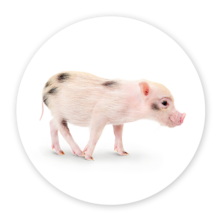 Schwein