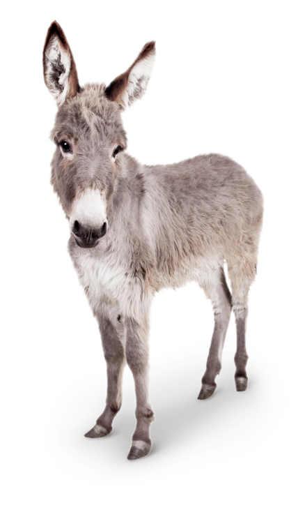 Einstreu Esel