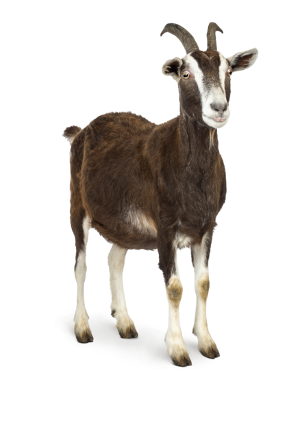 Einstreu Ziege
