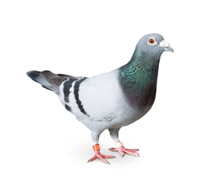 Einstreu Taube