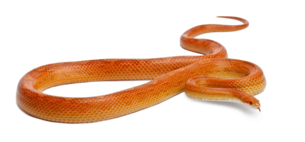 Einstreu Kornnatter