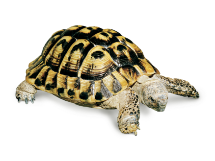 Einstreu Griech. Landschildkröte