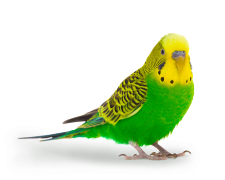 Einstreu Wellensittich