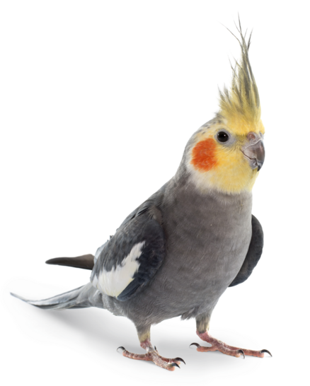 Einstreu Nymphensittich