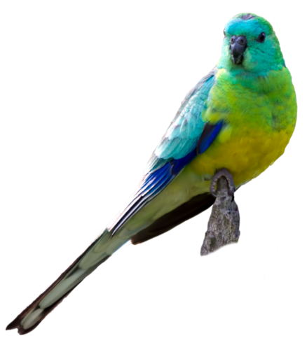 Einstreu Singsittich