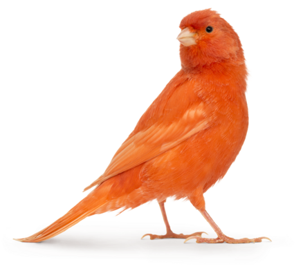 Einstreu Kanarienvogel