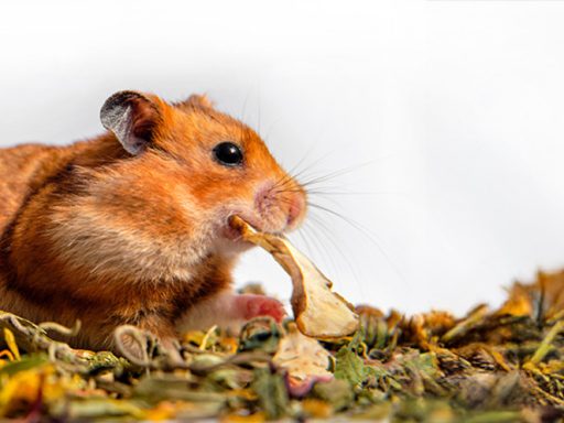 Goldhamster