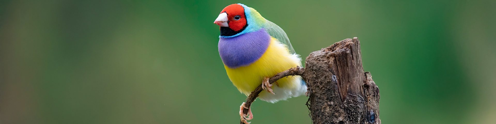 Gouldamadinen Artgerechte Haltung