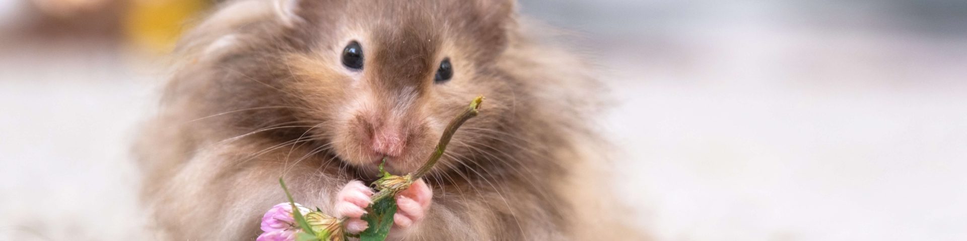 Langhaariger Teddyhamster frisst an enem grünen Kleezweig. Bildunterzeile: Teddyhamster sind langhaarige Goldhamster und benötigen eine an ihr Fell angepasste Haltung.