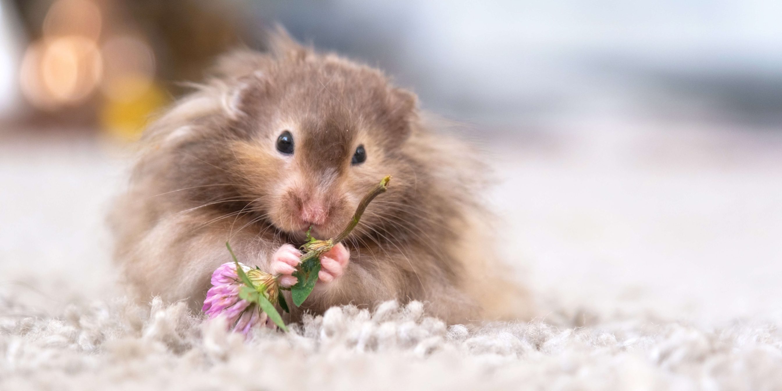 Langhaariger Teddyhamster frisst an enem grünen Kleezweig. Bildunterzeile: Teddyhamster sind langhaarige Goldhamster und benötigen eine an ihr Fell angepasste Haltung.