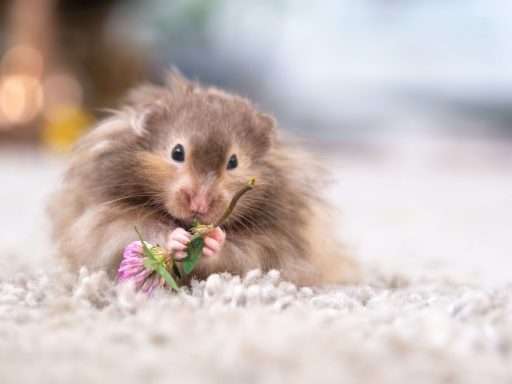 Langhaariger Teddyhamster frisst an enem grünen Kleezweig. Bildunterzeile: Teddyhamster sind langhaarige Goldhamster und benötigen eine an ihr Fell angepasste Haltung.