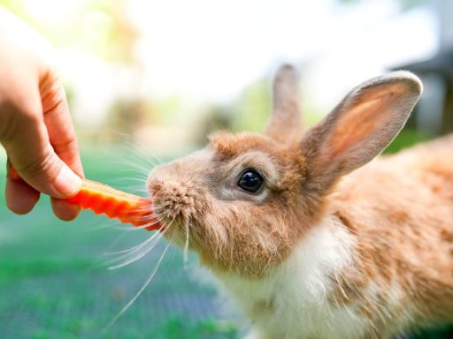 Hase wird gefüttert