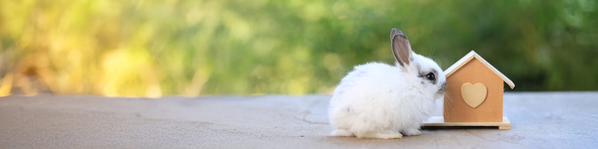 Young baby rabbit is on wood with green bokeh nature background. Adorable and cute new born rabbit small wood house as stay safety at home in Covid-19 crisis. Pet in safe house.; Shutterstock ID 1908701386; purchase_order: Blog; job: ; client: ; other: