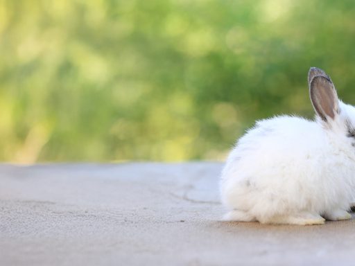 Young baby rabbit is on wood with green bokeh nature background. Adorable and cute new born rabbit small wood house as stay safety at home in Covid-19 crisis. Pet in safe house.; Shutterstock ID 1908701386; purchase_order: Blog; job: ; client: ; other: