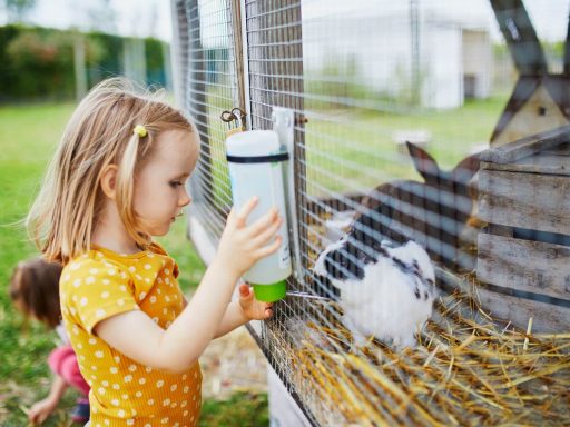 Kind fuettert Kaninchen